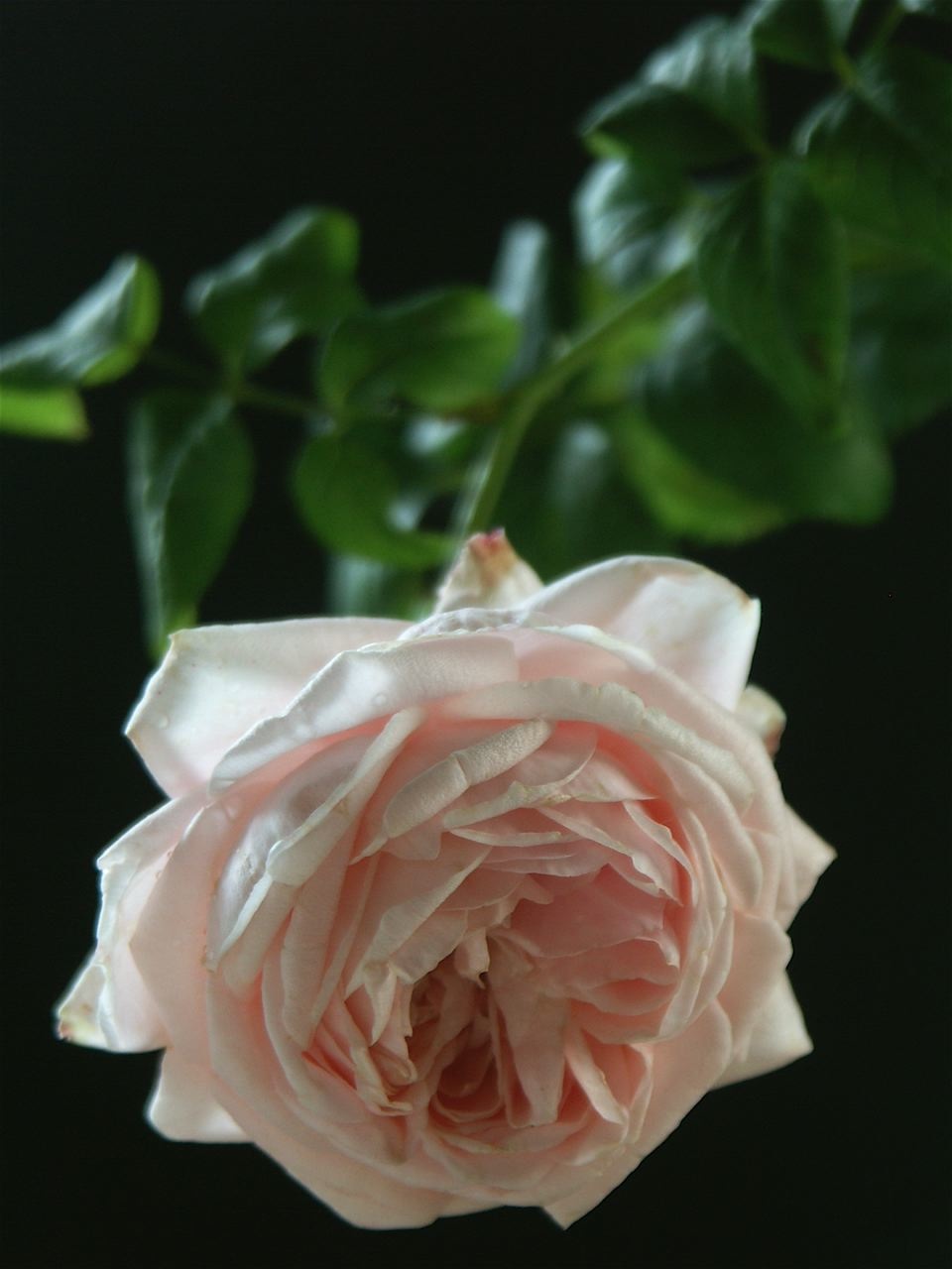 e0044929_8125288.jpg