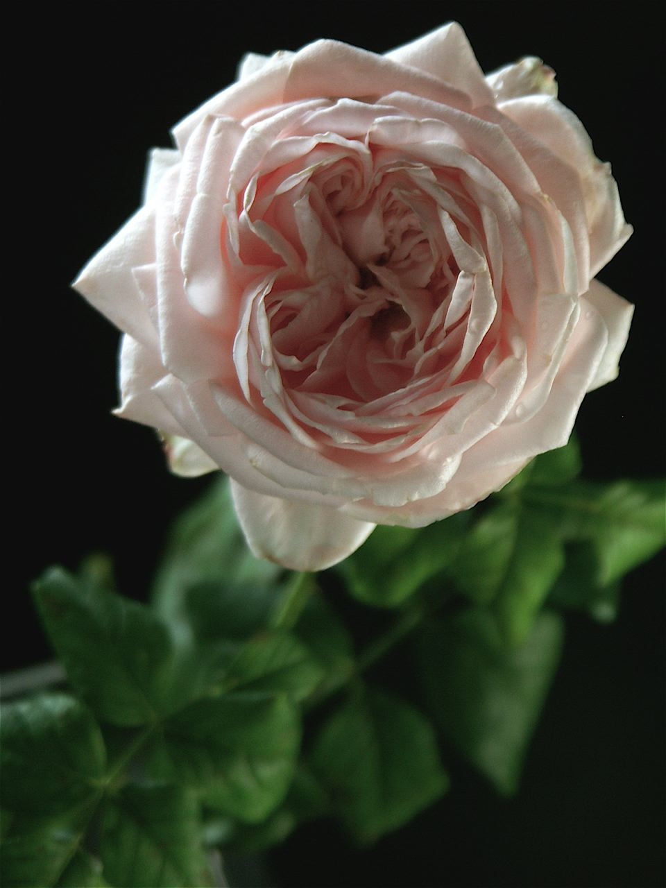 e0044929_8132570.jpg