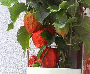 a0098635_18124239.jpg