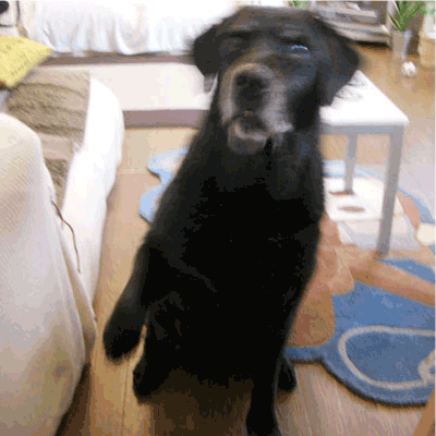e0044635_21591512.gif