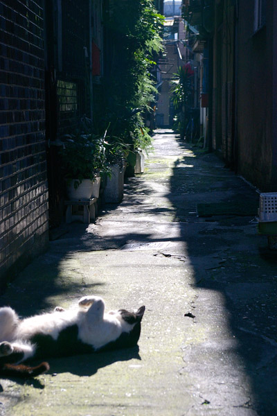 別府路地裏の猫2_a0028451_1374934.jpg