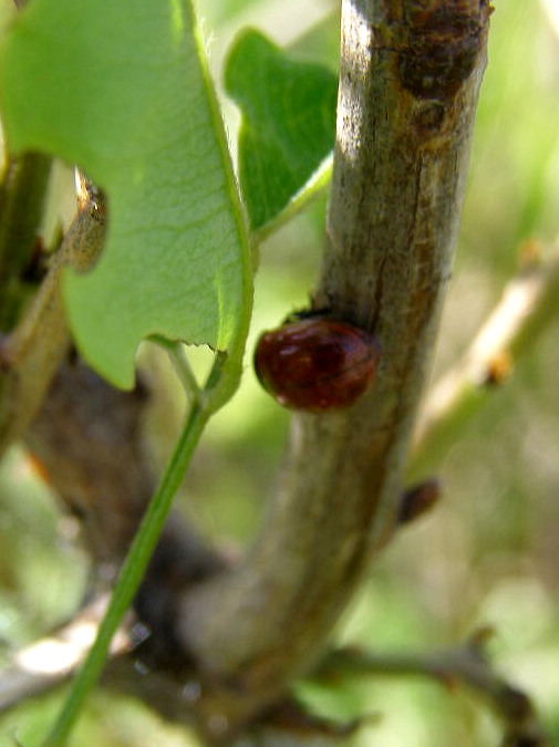 北の大地へ…２２、　小さくっても…藤葉虫_e0064158_103619.jpg