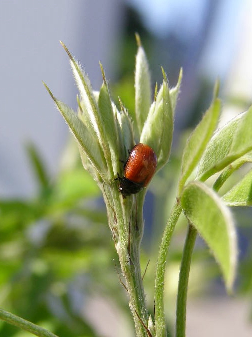 北の大地へ…２２、　小さくっても…藤葉虫_e0064158_11384.jpg