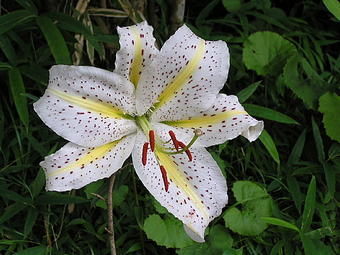 六甲高山植物園（６）_c0009190_14513783.jpg