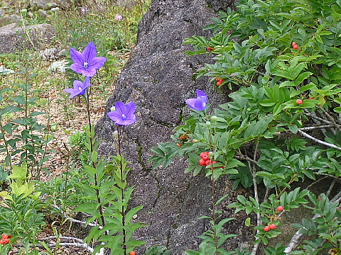 六甲高山植物園（６）_c0009190_15245687.jpg