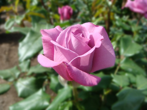 f0146493_95787.jpg