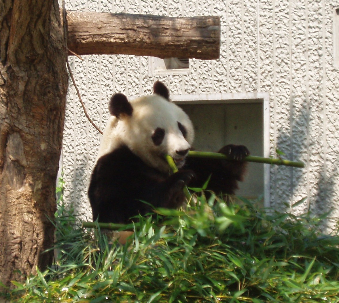 神戸在住読者から送られたパンダの可愛い写真です_d0027795_15473887.jpg