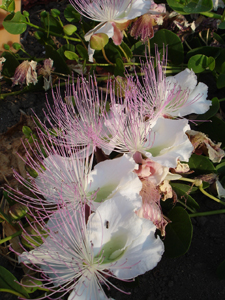 ケッパーの花_f0106597_15514514.jpg