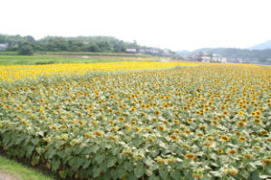 ひまわり団地（その２）（香川県まんのう町）_c0034228_2353330.jpg