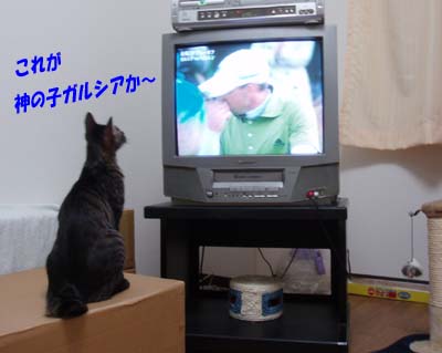 テレビに夢中。_a0043939_2165318.jpg