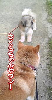 コレクター?_c0049950_13105747.jpg