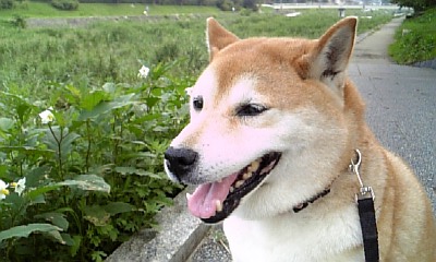 コレクター?_c0049950_13204386.jpg