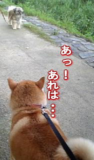 コレクター?_c0049950_13273148.jpg