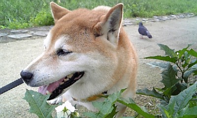 コレクター?_c0049950_13282113.jpg