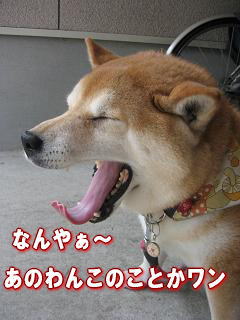 コレクター?_c0049950_1554524.jpg