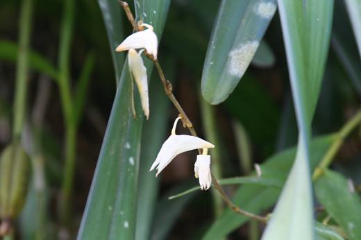 ラン科 Orchidaceae えるだまの植物図鑑 ラン科 Orchidaceae えるだまの植物図鑑