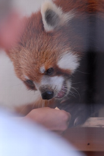 スイカと夢の飼育体験_b0024758_23492995.jpg