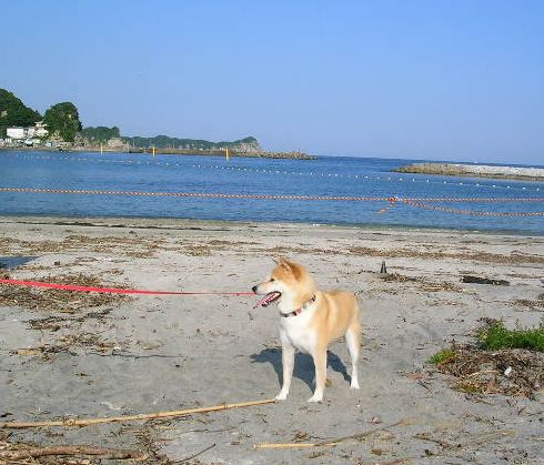 7月25日(水)・・・興津海岸へいざ!_f0060461_22104894.jpg
