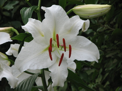 ユリ カサブランカ 卯の花日記