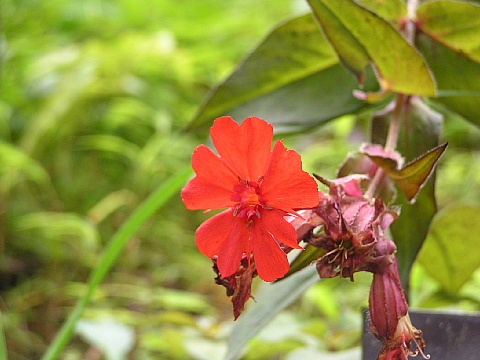 六甲高山植物園（７）_c0009190_16152273.jpg