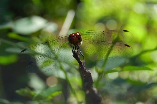 d0024291_11345896.jpg