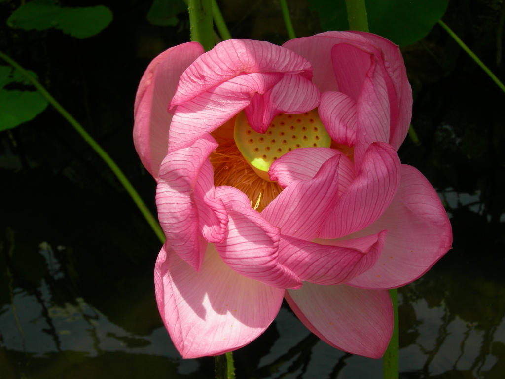 横浜本牧　三渓園_f0135114_1373671.jpg