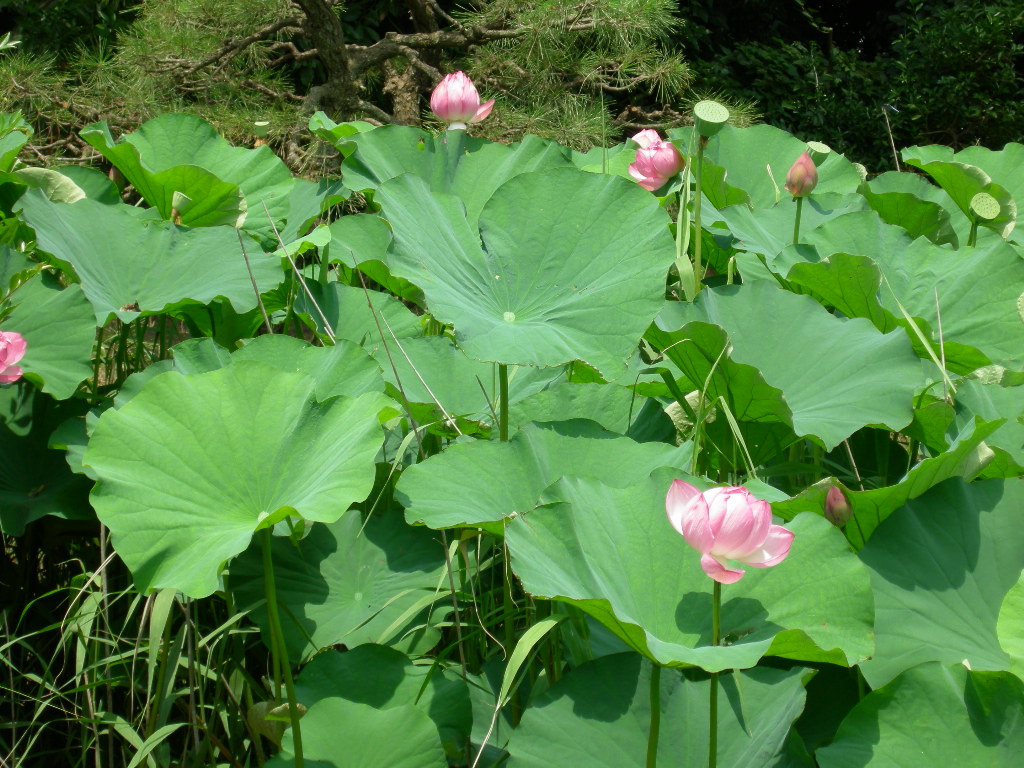 横浜本牧　三渓園_f0135114_139734.jpg