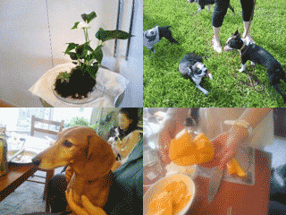e0080117_2354137.gif