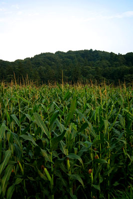 e0123825_0423023.jpg