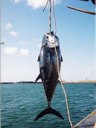 ７月２０日 マグロの釣り方 犬まっしぐら な日々