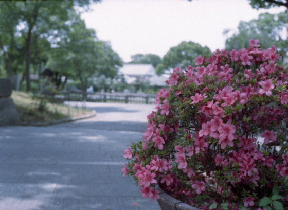 今頃つつじの花。。。_a0020340_21495192.jpg