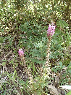 e0004756_2145492.jpg