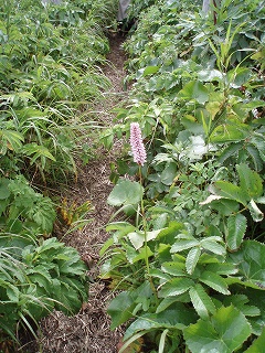 e0004756_21482957.jpg