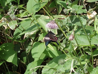 e0004756_21494138.jpg