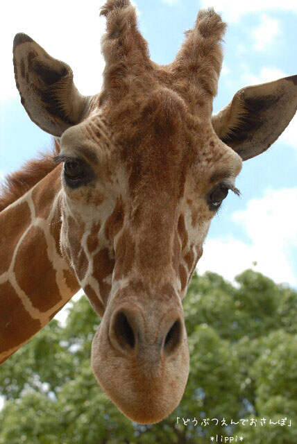 キリンの姫リン 動物園でお散歩