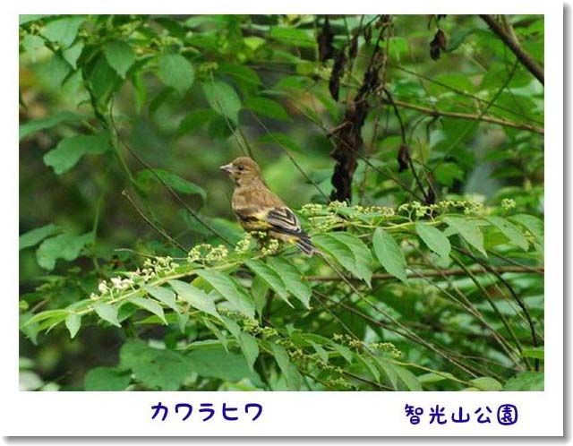 家の近くや公園の鳥、昆虫_d0089358_21544732.jpg