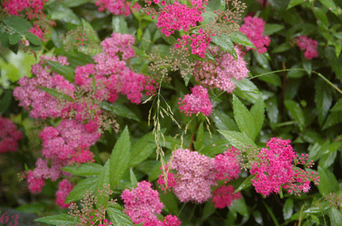 d0085274_812576.gif