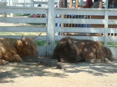 The Outdoor Animal Farm_d0100880_32163.jpg