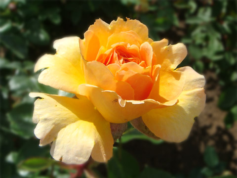 f0146493_93595.jpg
