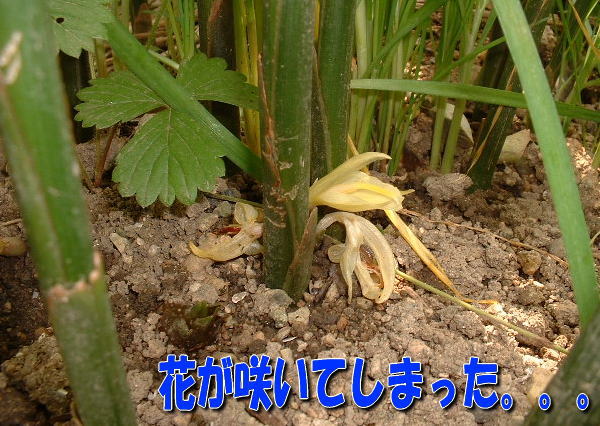 e0014000_7152810.jpg