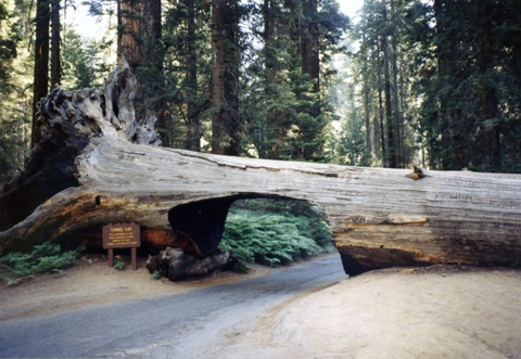 Sequoia National Park_a0097322_22185310.jpg