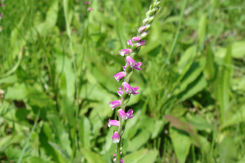 蒜山高原・お花編_f0007926_9443060.jpg