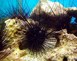 南の島のキケンな生物　1　～　ガンガゼ_e0068534_7301039.jpg