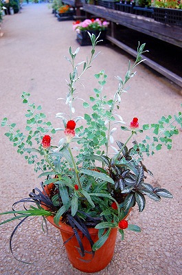 センニチコウの寄せ植え Kusakiの この植物をお買い センニチコウの寄せ植え Kusakiの この植物をお買い