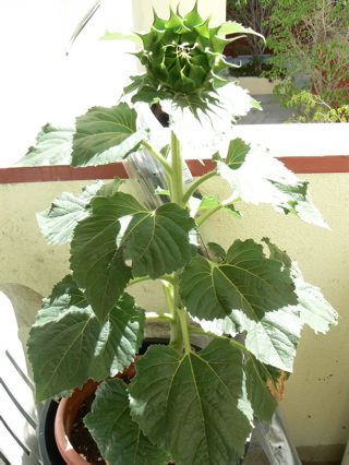 c0121264_253018.jpg