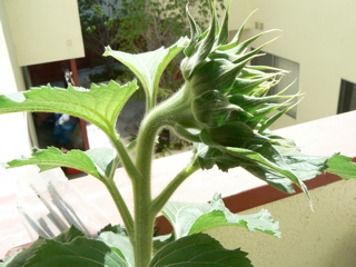 c0121264_2555360.jpg