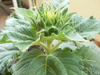 c0121264_2591635.jpg