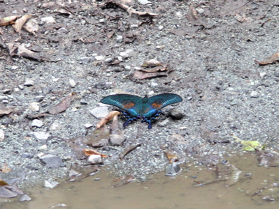カラスアゲハ_a0001068_181117100.jpg