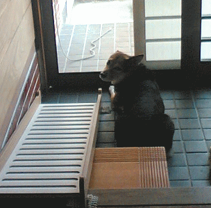 c0088584_1714849.gif
