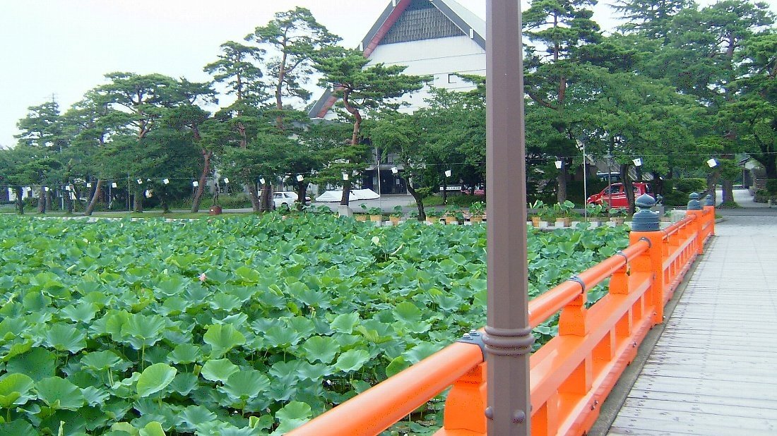 ハスと花火！_e0065084_13440.jpg